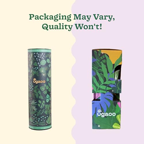 UGAOO Money Plant Variegated in Yellow Ibiza Pot | Easy-Care Indoor Live Plant for Home & Office | Air-Purifying Feng Shui Good Luck Plant - Image 5