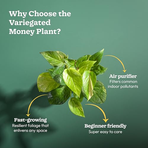 UGAOO Money Plant Variegated in Yellow Ibiza Pot | Easy-Care Indoor Live Plant for Home & Office | Air-Purifying Feng Shui Good Luck Plant - Image 4