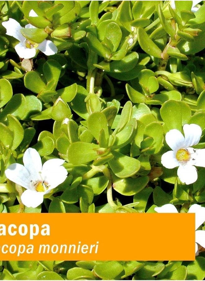 HERB PHARM Certified Organic Bacopa Liquid Extract for Brain Support - 1 Ounce (DBAC01)  - Image 2