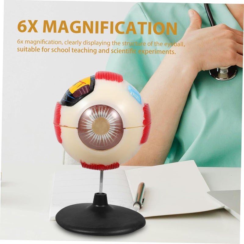 Eye Anatomical Model Enlarged Medical Eyeball Model for Teaching Display Detailed Eye Structure for Anatomy Study Colleges Clinics Educational Science Prop - Image 5
