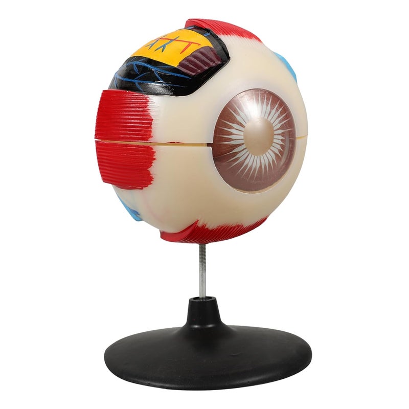 Eye Anatomical Model Enlarged Medical Eyeball Model for Teaching Display Detailed Eye Structure for Anatomy Study Colleges Clinics Educational Science Prop - Image 1