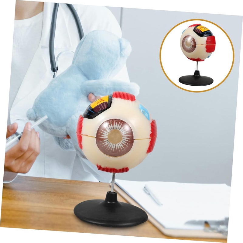 Eye Anatomical Model Enlarged Medical Eyeball Model for Teaching Display Detailed Eye Structure for Anatomy Study Colleges Clinics Educational Science Prop - Image 2