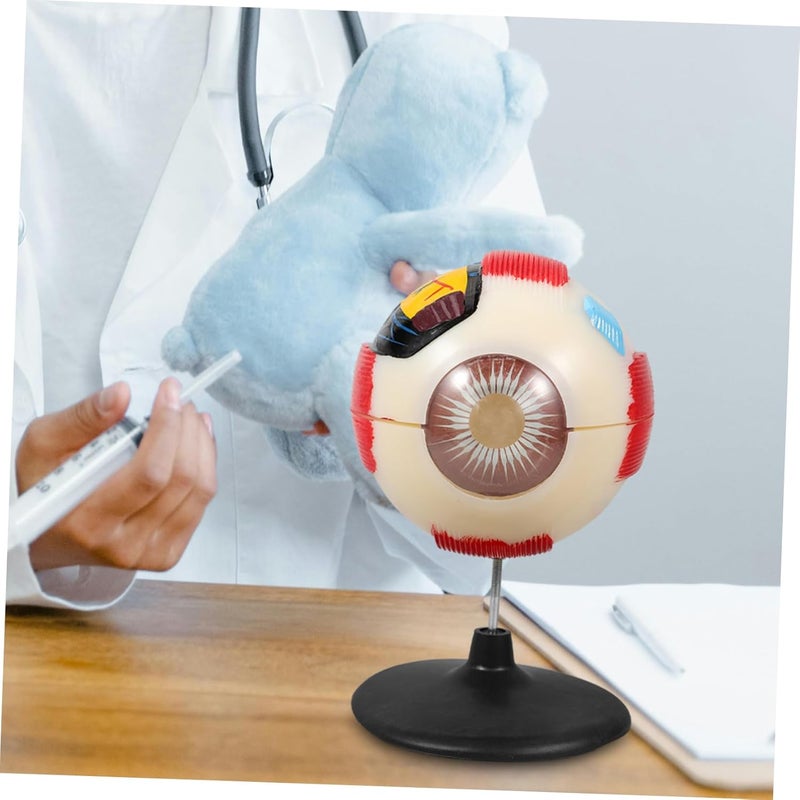Eye Anatomical Model Enlarged Medical Eyeball Model for Teaching Display Detailed Eye Structure for Anatomy Study Colleges Clinics Educational Science Prop - Image 4