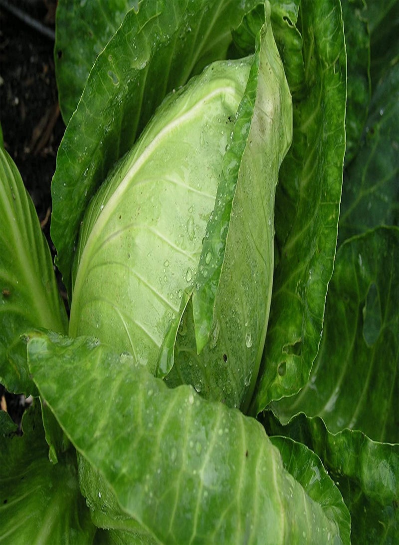 GGOOT Cabbage Early Jersey Wakefield () 100pcs Seeds for Planting, Non-GMO, Open Pollinated, Great Heirloom Vegetable, New Jersey Cabbage, Seeds - Image 2