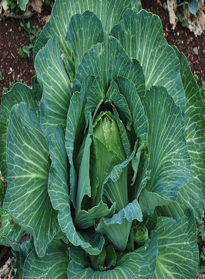 GGOOT Cabbage Early Jersey Wakefield () 100pcs Seeds for Planting, Non-GMO, Open Pollinated, Great Heirloom Vegetable, New Jersey Cabbage, Seeds - Image 1