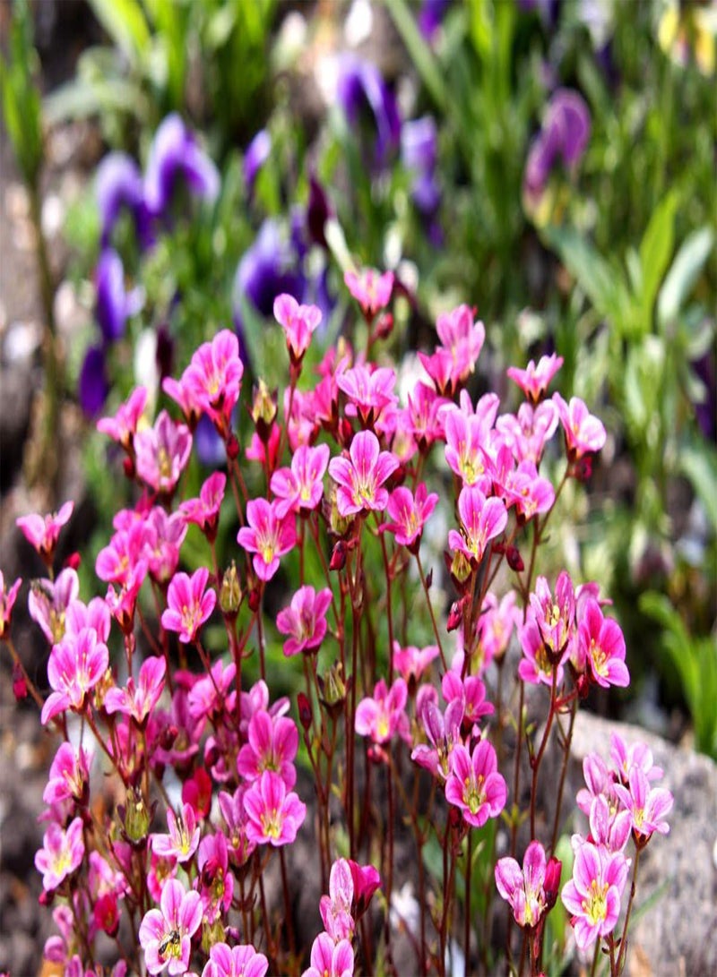 GGOOT 10 ROSE ROBE SAXIFRAGA Saxifraga Arendsii Mossy Rockfoil Evergreen Flower Seeds - Image 1