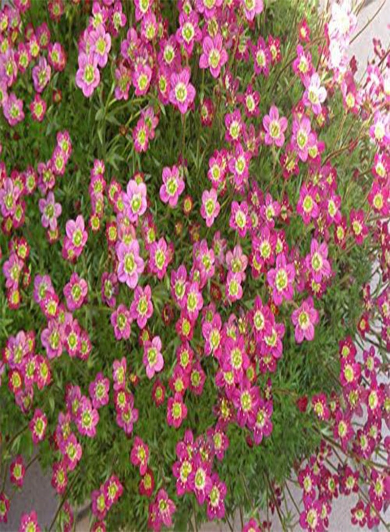 GGOOT 10 ROSE ROBE SAXIFRAGA Saxifraga Arendsii Mossy Rockfoil Evergreen Flower Seeds - Image 5