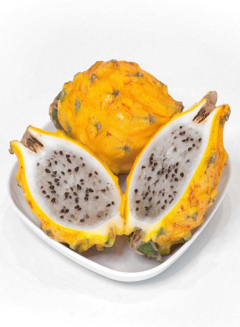 جي جوت بذور فاكهة التنين الصفراء الطازجة (مارس 2023) 15+ بيتايا - Image 2