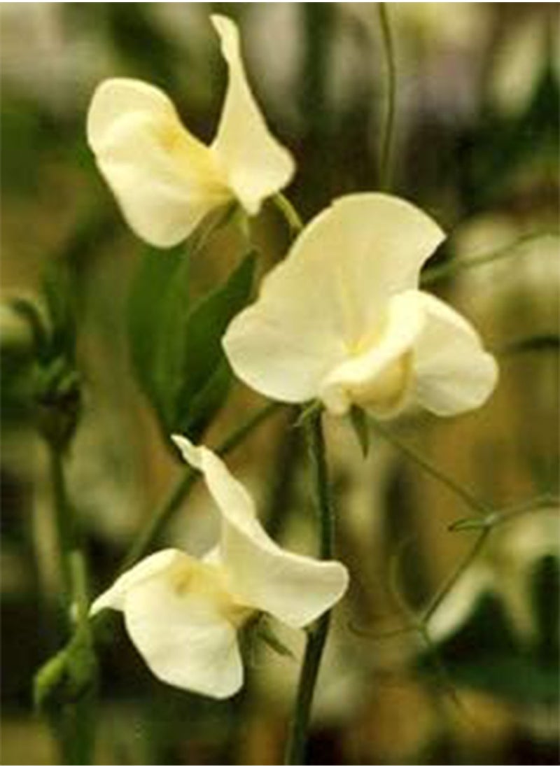 GGOOT 10pcs Sweet Pea Flower Seeds Cream  - Image 2