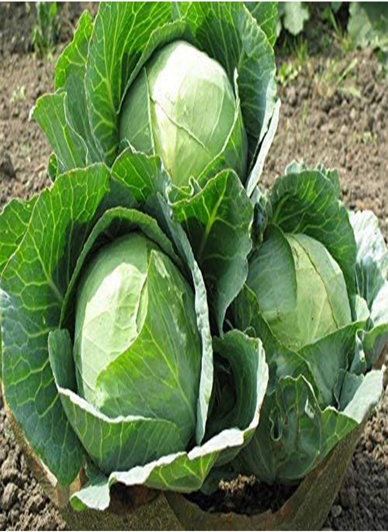 GGOOT Cabbage White Kharkov Winter Original Seeds Vegetables Organic from Ukraine 1 Gram  - Image 5