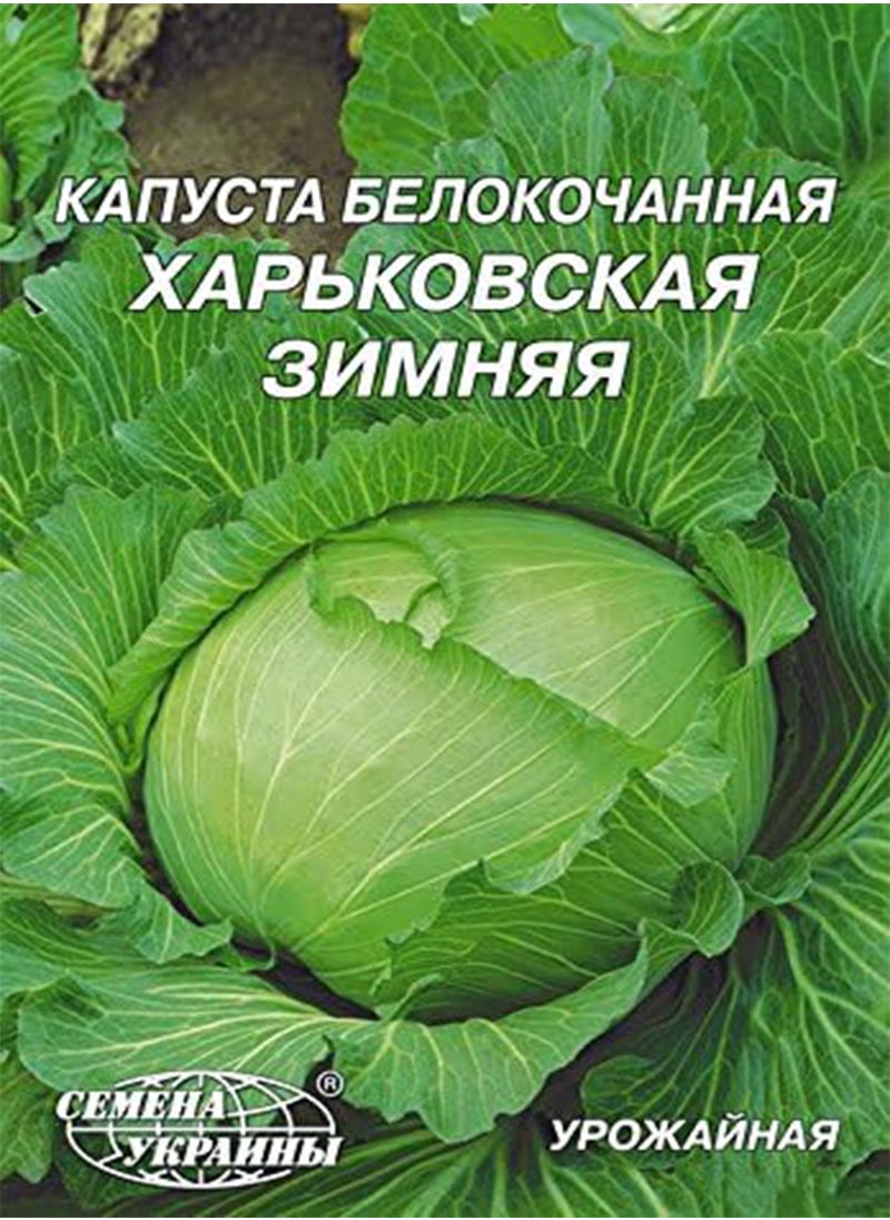 GGOOT Cabbage White Kharkov Winter Original Seeds Vegetables Organic from Ukraine 1 Gram  - Image 4