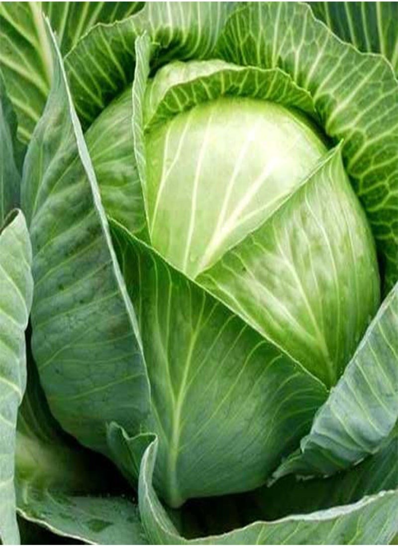 GGOOT Cabbage White Kharkov Winter Original Seeds Vegetables Organic from Ukraine 1 Gram  - Image 2