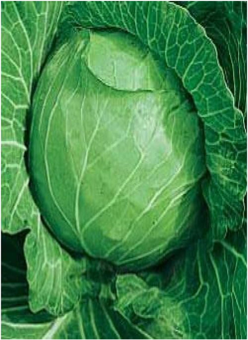 GGOOT Cabbage White Kharkov Winter Original Seeds Vegetables Organic from Ukraine 1 Gram  - Image 3