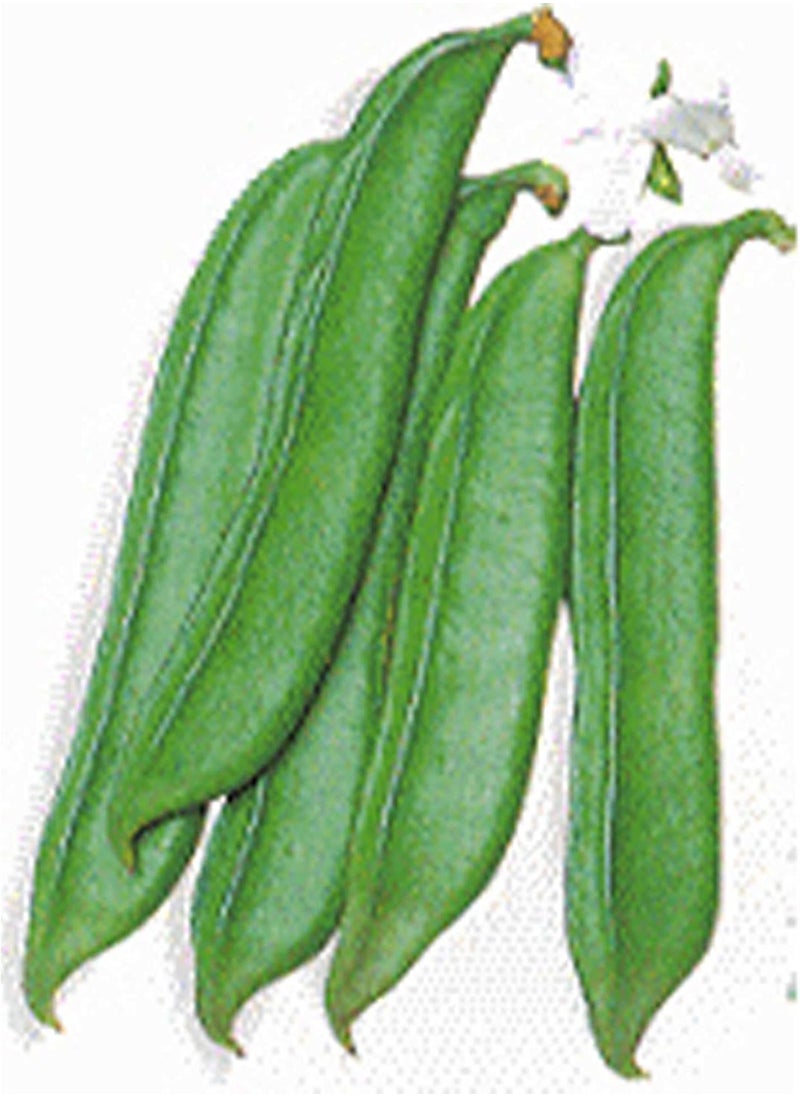 GGOOT Sword Bean - Shironata Mame - 1 g ~352 Seeds - Non-GMO, Heirloom - Asian Garden Vegetable 