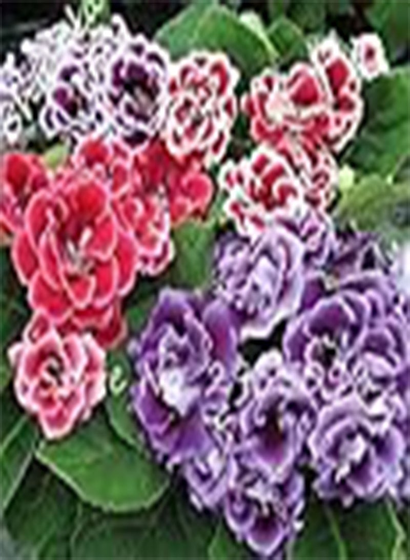 GGOOT RIC Recommends 100 pcs Mini Bonsai semi -Gloxinia Indoor Plant in Splendid vase Gloxinia Seeds Flower for The Garden Garden Planner in vase 7: only Seeds