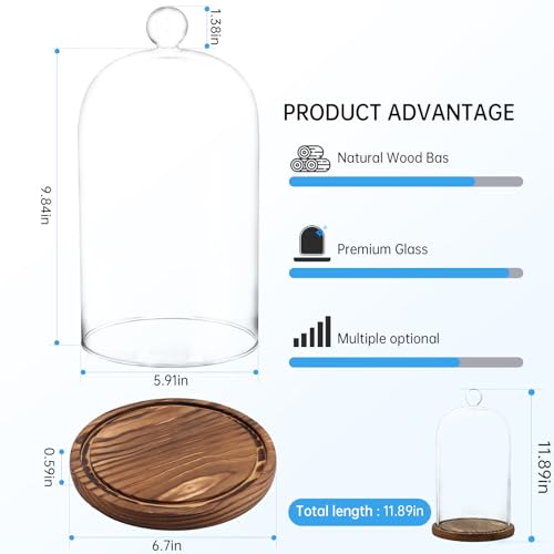 REFSAVER Glass Dome with Base,Glass Cloche Bell Jar,Display Case with Wooden Base for Plants,Collectibles (5.91 * 9.84 inches) - Image 3