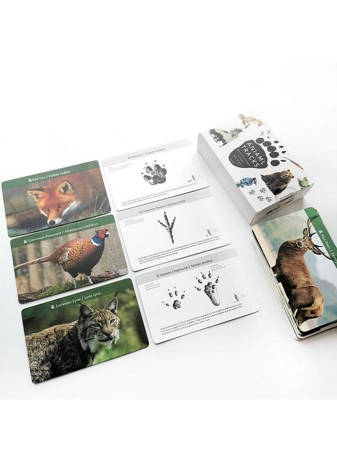 Forest Animal Track Game Flash Cards - pzsku/Z7EE23680D456AFCAB4DEZ/45/_/1692170516/450ee0da-49ff-4346-8e3c-e1e551a79dad