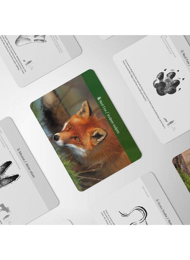 Forest Animal Track Game Flash Cards - pzsku/Z7EE23680D456AFCAB4DEZ/45/_/1692170522/27083d27-63e3-47db-b5fa-dad18b90b95f