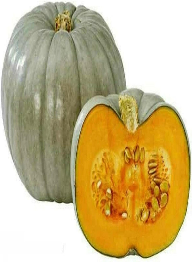 GGOOT Vegetable - Squash - Winter Crown Prince F1 - 5 Seeds - First Class - Image 3