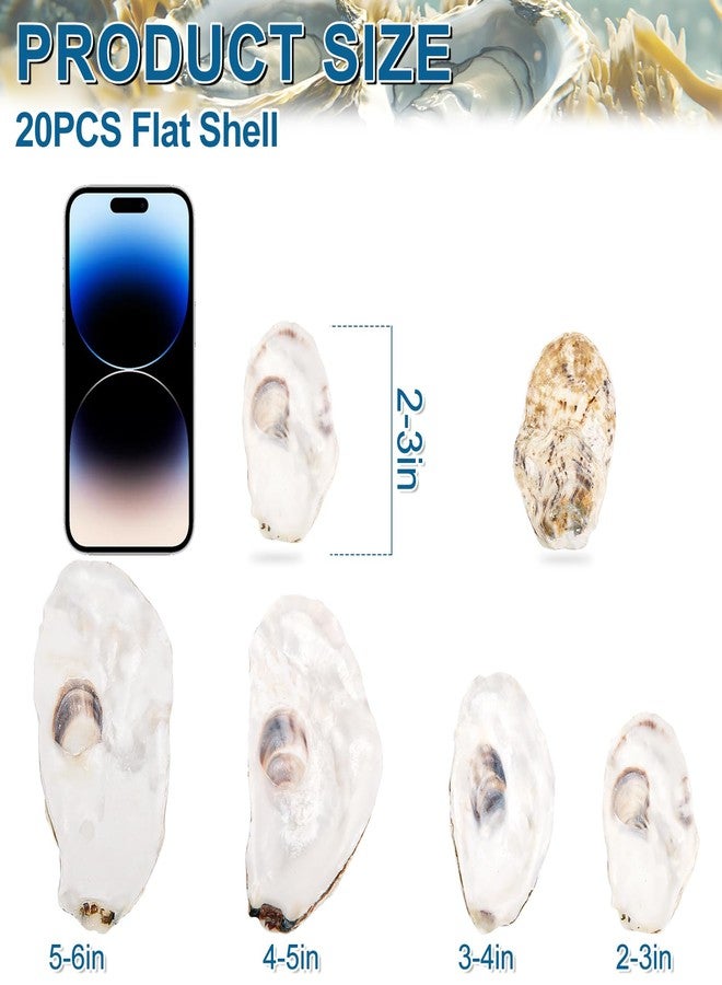 QICQDRAM 20PCS Flat Oyster Shells 2"-3" Small Oyster Shells for Crafts Natural Oyster Shells Bulk, for Home Vase Filler, Xmas Ornaments, DIY Arts and Crafts Sea Shells - Image 2