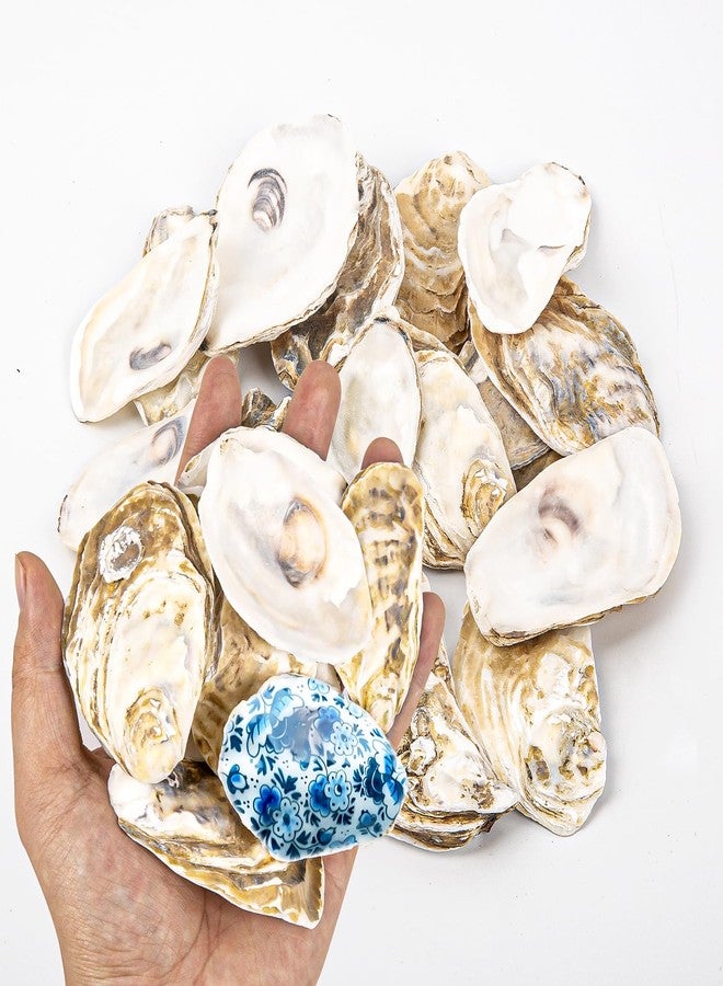 QICQDRAM 20PCS Flat Oyster Shells 2"-3" Small Oyster Shells for Crafts Natural Oyster Shells Bulk, for Home Vase Filler, Xmas Ornaments, DIY Arts and Crafts Sea Shells - Image 1