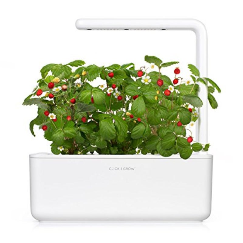 Smart Garden Wild Strawberry Plant Pods 3 PCS For Indoor Hydroponic Gardening Non-GMO Seeds Grow Kit Compatible Home Office Use - Image 3