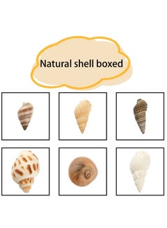 OASIS-TH 160 PCS Open Back Natural Spiral Shell Beads, Spiral Conch Shells Charms, Beach Seashells Beads, Suitable For DIY Craft Jewelry Making, Home Or Wedding Decoration  - Image 3