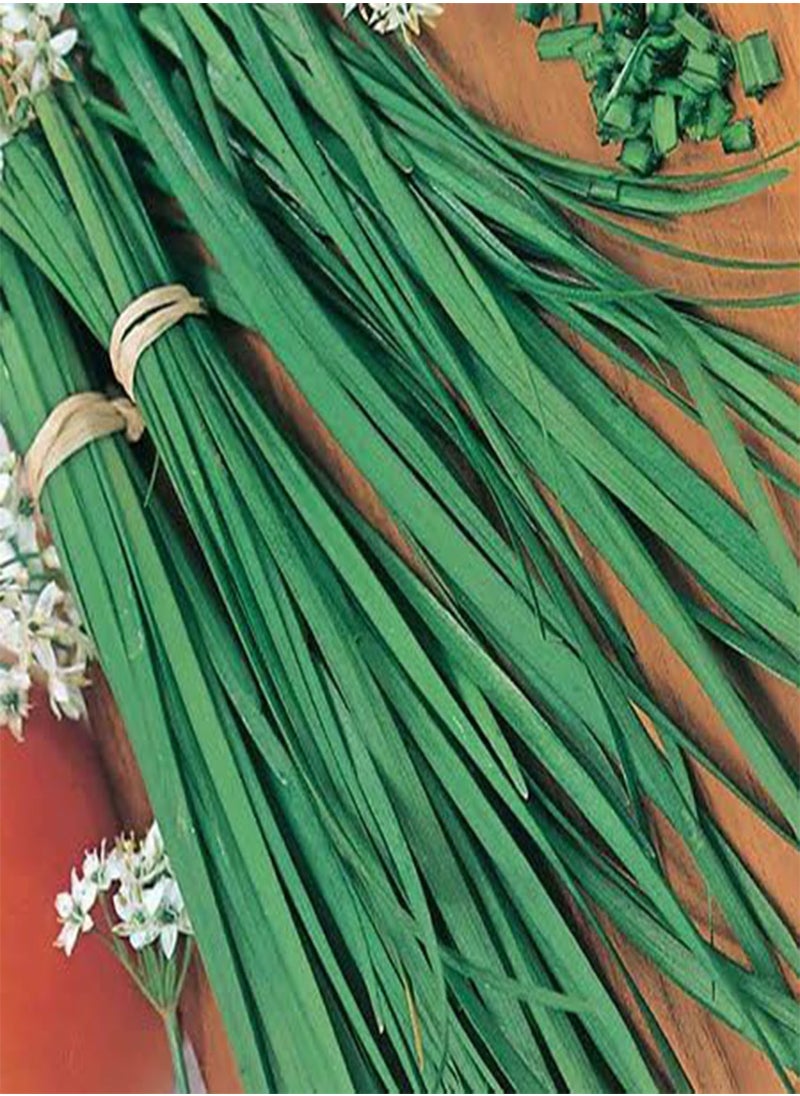 GGOOT Chives Great Herb Heirloom Vegetable 20 Seeds (20 Seeds) 