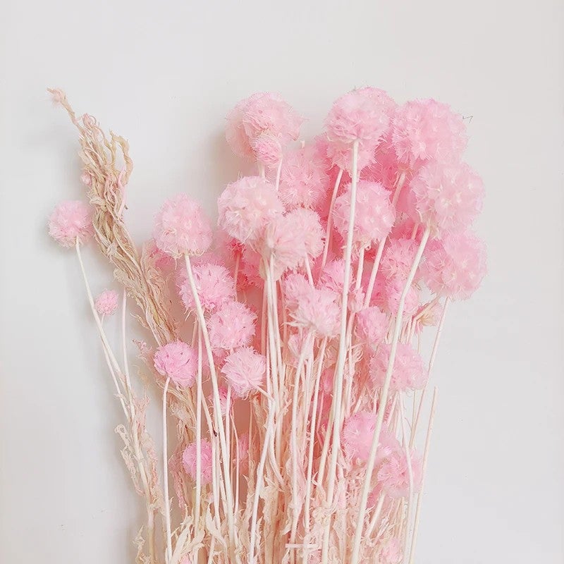 Bluejw Preserved Scabiosa Pods Dried Flowers - Natural Windmill Fruit Real Floral Decor, Eternal Dried Plants for Home Wedding Arrangements Crafts - Image 4