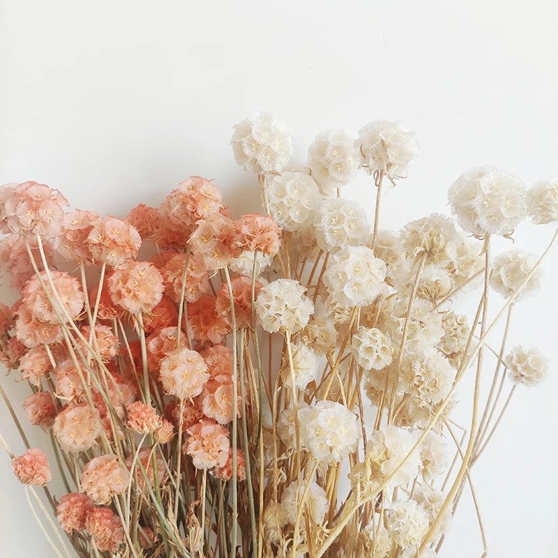Bluejw Preserved Scabiosa Pods Dried Flowers - Natural Windmill Fruit Real Floral Decor, Eternal Dried Plants for Home Wedding Arrangements Crafts - Image 5