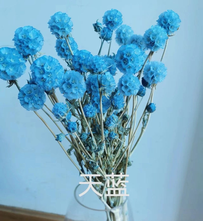 Bluejw Preserved Scabiosa Pods Dried Flowers - Natural Windmill Fruit Real Floral Decor, Eternal Dried Plants for Home Wedding Arrangements Crafts - Image 1