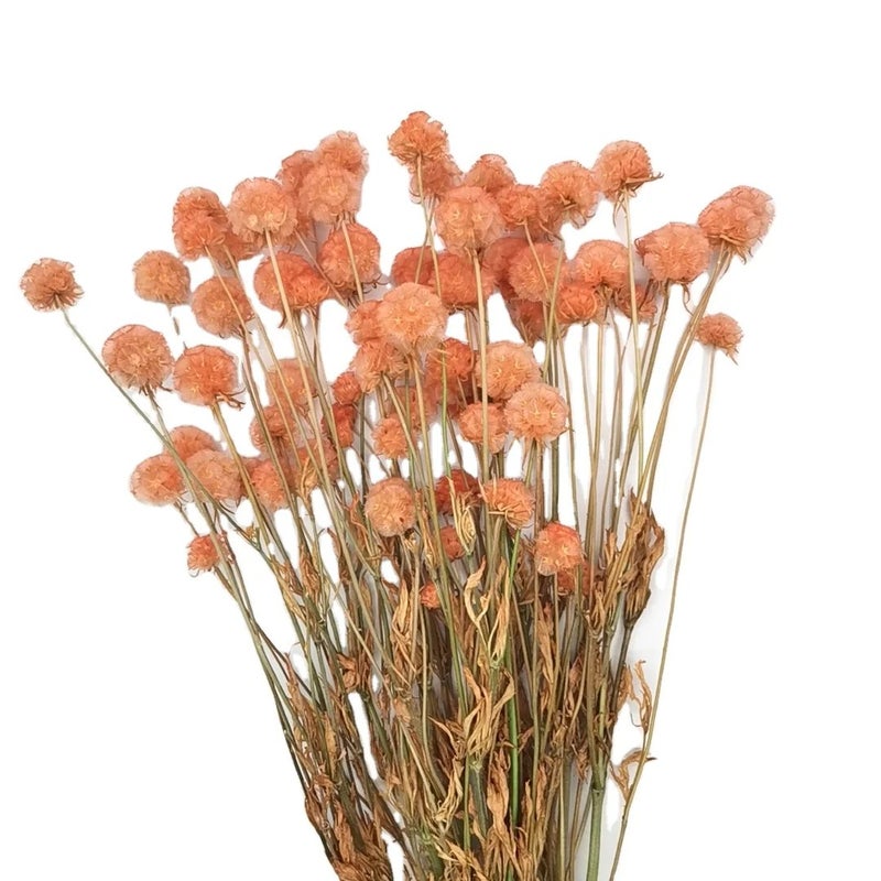 Bluejw Preserved Scabiosa Pods Dried Flowers - Natural Windmill Fruit Real Floral Decor, Eternal Dried Plants for Home Wedding Arrangements Crafts - Image 2