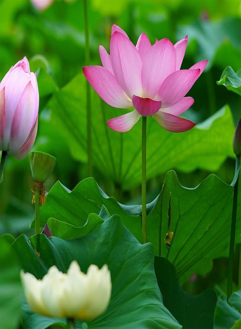 GGOOT 100 Lotus Seeds, Water Lotus, Lotus, Four Seasons Ornamental Water Lily, Hydroponic Plants  - Image 1