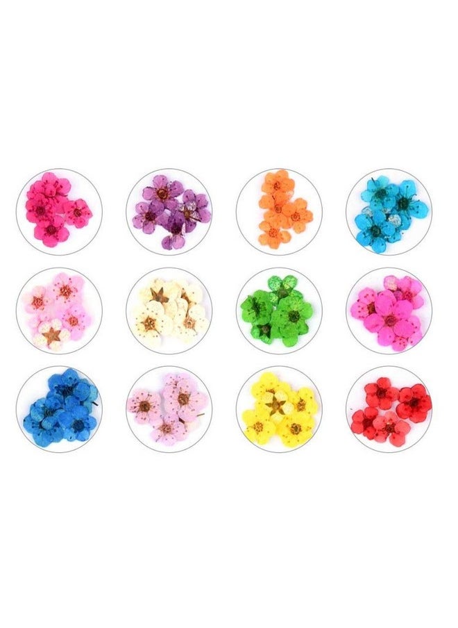 Rosponse Valuu 3D Nail Dried Flowers Sticker，60 Five Petal Flower 12 Colors Natural Real Dry Flower Nail Stickers （60 Flowers）  - Image 2