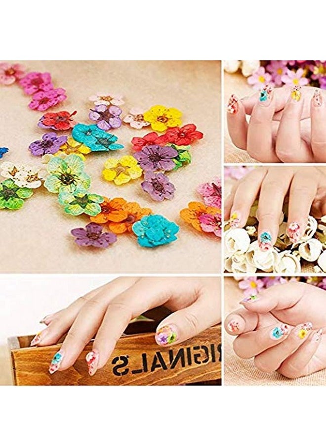 Rosponse Valuu 3D Nail Dried Flowers Sticker，60 Five Petal Flower 12 Colors Natural Real Dry Flower Nail Stickers （60 Flowers）  - Image 4