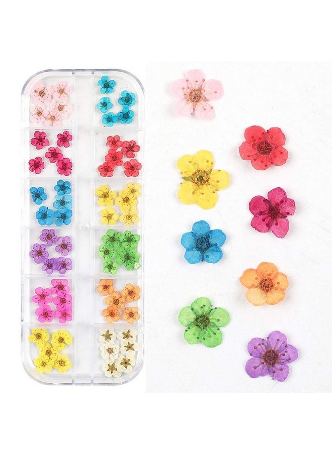 Rosponse Valuu 3D Nail Dried Flowers Sticker，60 Five Petal Flower 12 Colors Natural Real Dry Flower Nail Stickers （60 Flowers）  - Image 1
