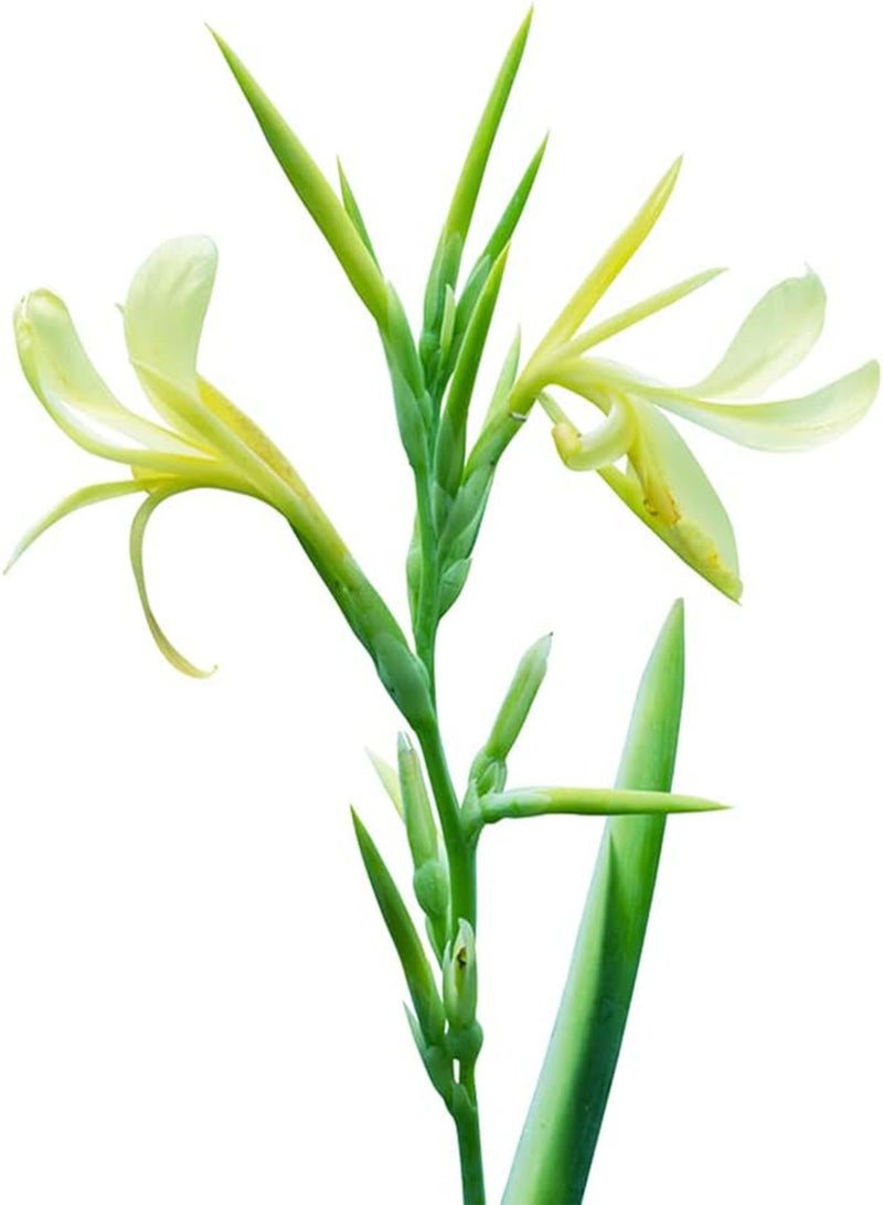 GGOOT 10pcs White Canna Lily Seeds are Highly Adaptable and Easy to Survive Can Be Used to Decorate Flower Beds and Frames Window Frames Easy to Plant - Image 2
