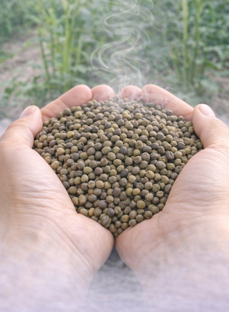 زهر بذور البامية (بذر البامية) - Abelmoschus Esculentus | بذور طبيعية كاملة عالية الجودة | نقية 100% للاستخدام في البستنة والزراعة وعلم النبات والأعشاب. - Image 4