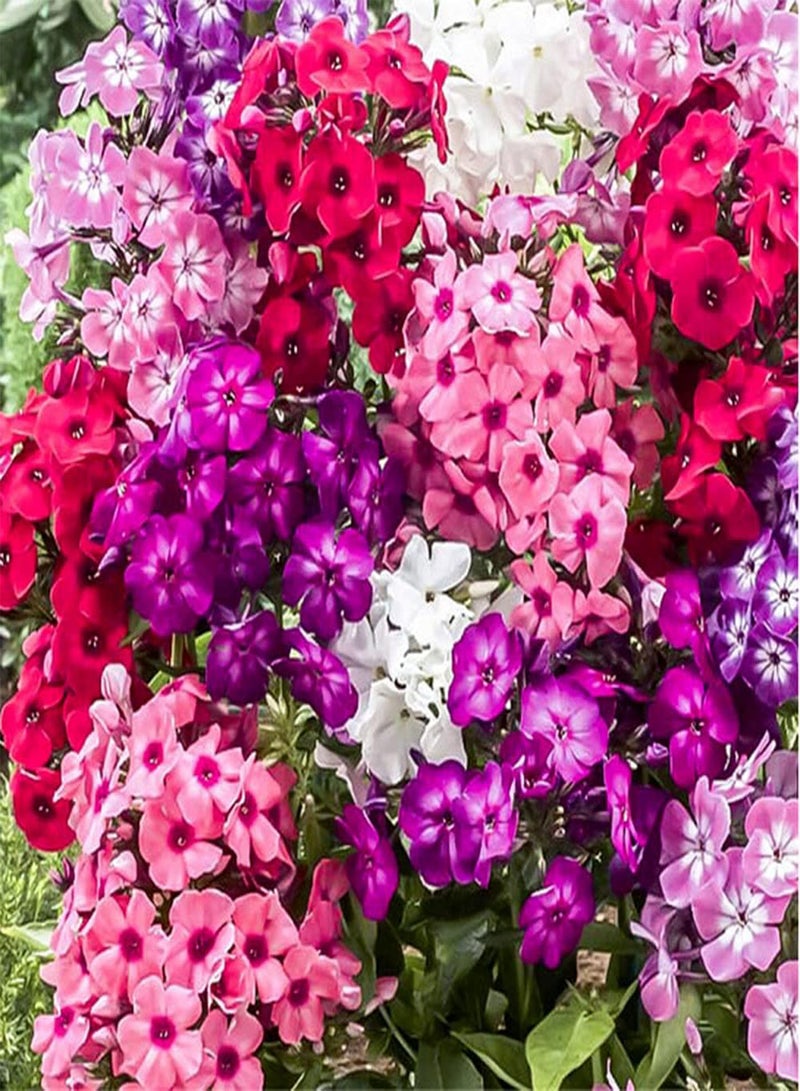 جي جوت 50 قطعة من بذور الفلوكس الملونة والغنية ذات الأزهار الكثيفة والزهور العشبية التراثية التي تجذب الفراشات والنحل وسهلة العناية بها وزراعة الحدائق الواسعة في الفناء - Image 1