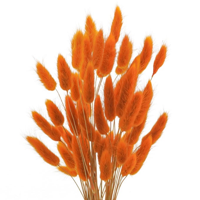 17 NATURAL BUNNY TAILS DRIED FLOWERS 50 PCS DRIED LAGURUS OVATUS DRIED PAMPAS GRASS FOR FLOWER ARRANGEMENTS WEDDING CENTERPIECES HOME BOHO BABY SHOWER PARTY FALL DECORATIONS ORANGE