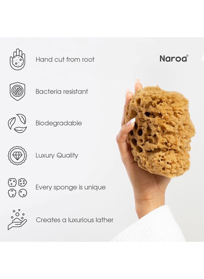 Naroa Massage Natural Shower Sponge | Unbleached Body Scrubber Puff | Bath Sea Loofah for Healthy Skin | Sustainable Plastic Free (Small) - Image 4