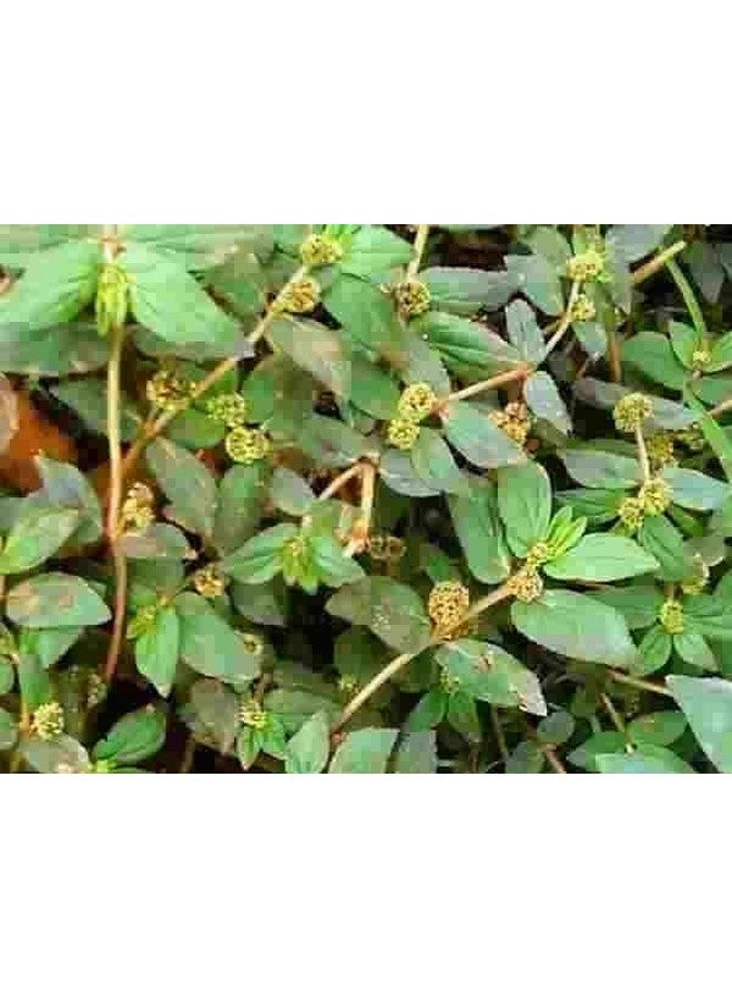 Saara مسحوق سارة العشبي الطازج أمّان باتشاريزي 101غ | مسحوق إيفوربيا هيرتا | مسحوق دودهي، يستخدم للثآليل وحب الشباب والجروح (عبوة 1 × 101غ) - Image 2