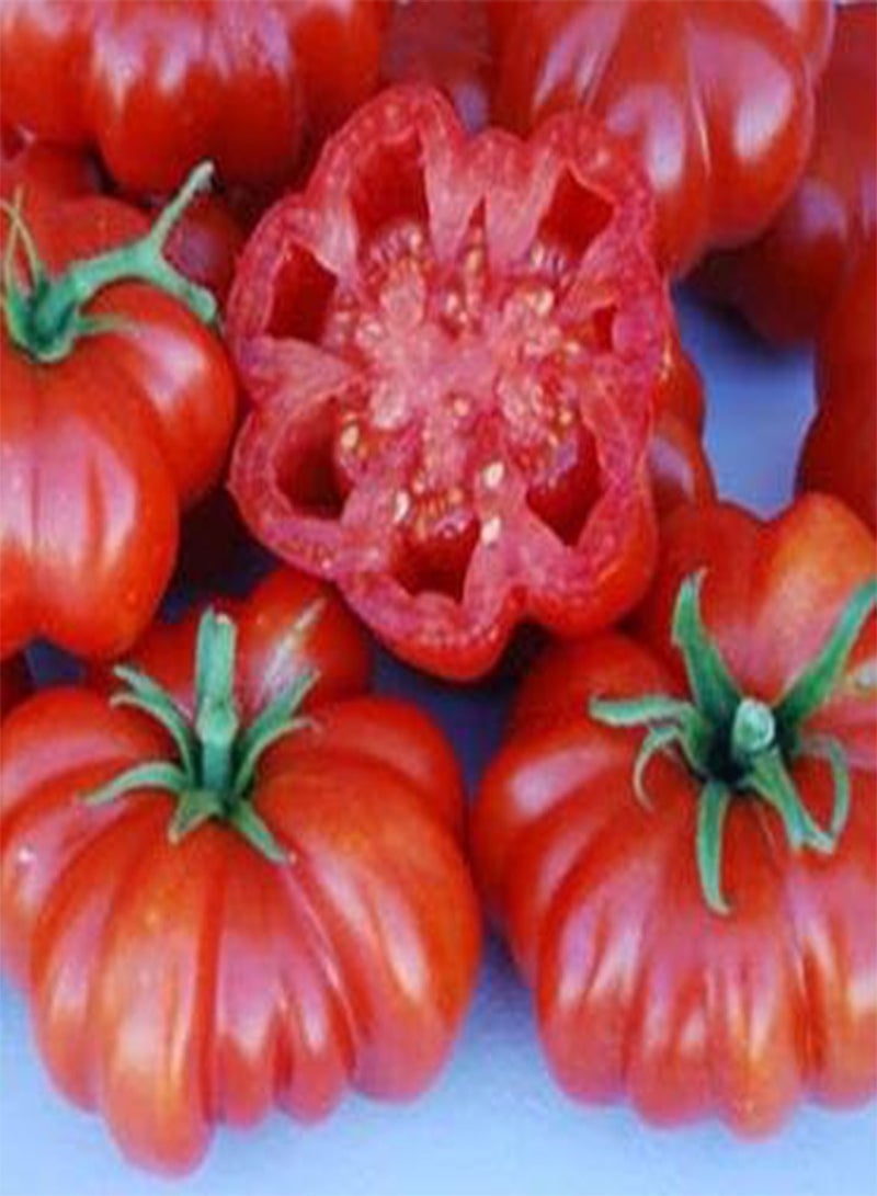 GGOOT Tomato Rosso Sicilian 100 Seeds