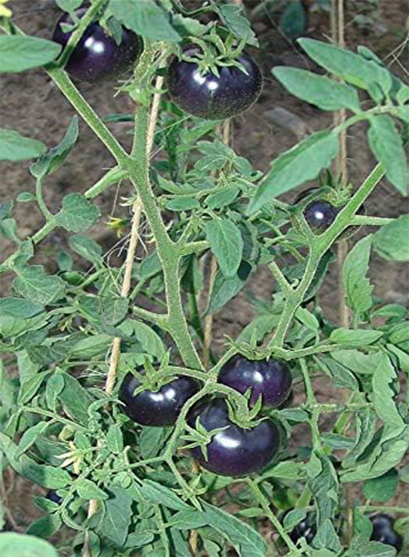 seeds Fresh 100 pcs Tomato Vegetables Seeds for Planting Navy Blue
