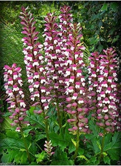 Lobelia Seeds,Trailing Sapphire, Hanging Baskets,Trailing Over Window or Wall(300 Seeds)
