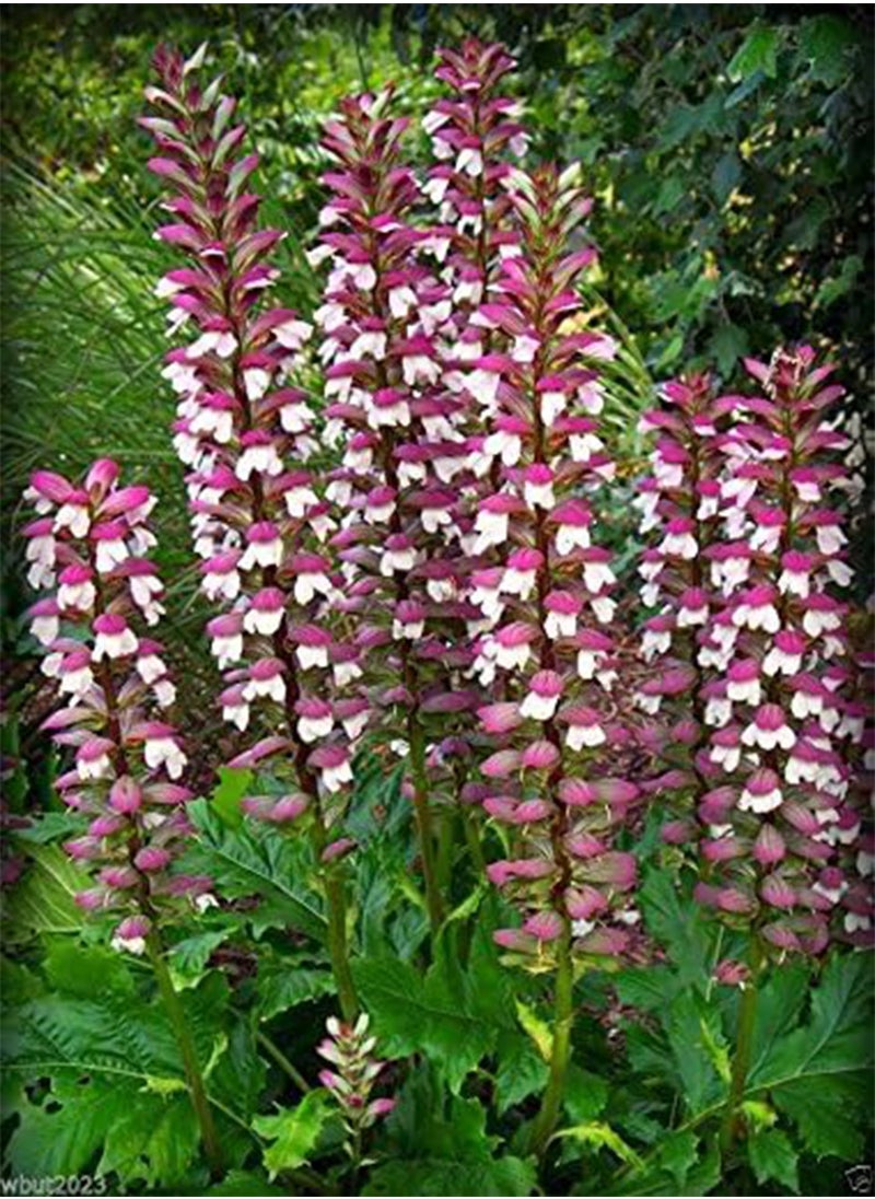 GGOOT - Lobelia Seeds,Trailing Sapphire, Hanging Baskets,Trailing Over Window or Wall(300 Seeds) - Image 1