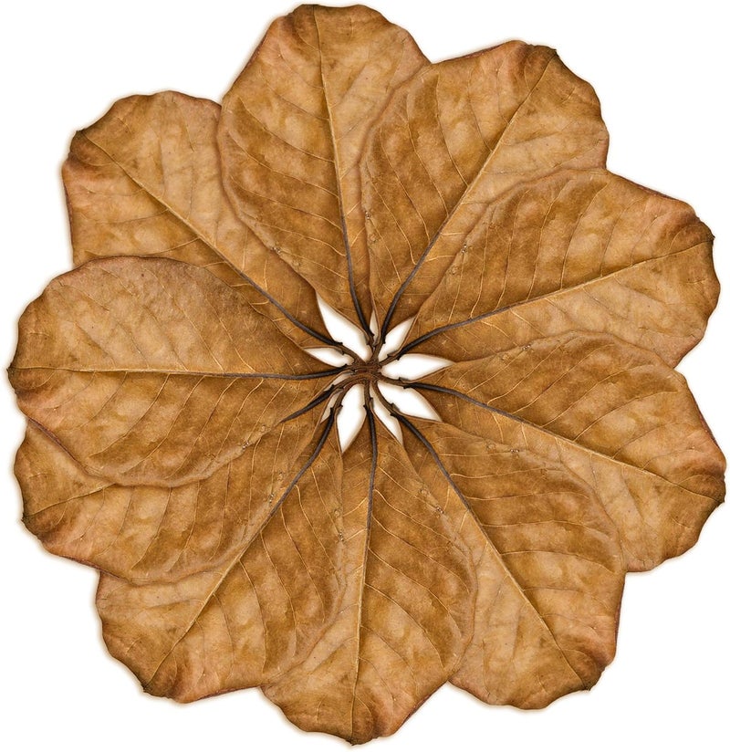 SunGrow 10 عبوة من أوراق اللوز الهندي أكسولوتل للحوض، 8 بوصات، أوراق كاتابا تهدئ جلد حيوانك الأليف، أوراق معالجة مياه الحوض تحسن جودة مياه الحوض، تسرع عملية الشفاء - Image 2