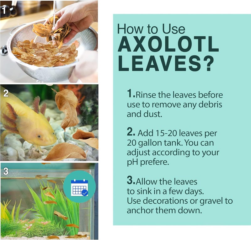 SunGrow 10 عبوة من أوراق اللوز الهندي أكسولوتل للحوض، 8 بوصات، أوراق كاتابا تهدئ جلد حيوانك الأليف، أوراق معالجة مياه الحوض تحسن جودة مياه الحوض، تسرع عملية الشفاء - Image 4