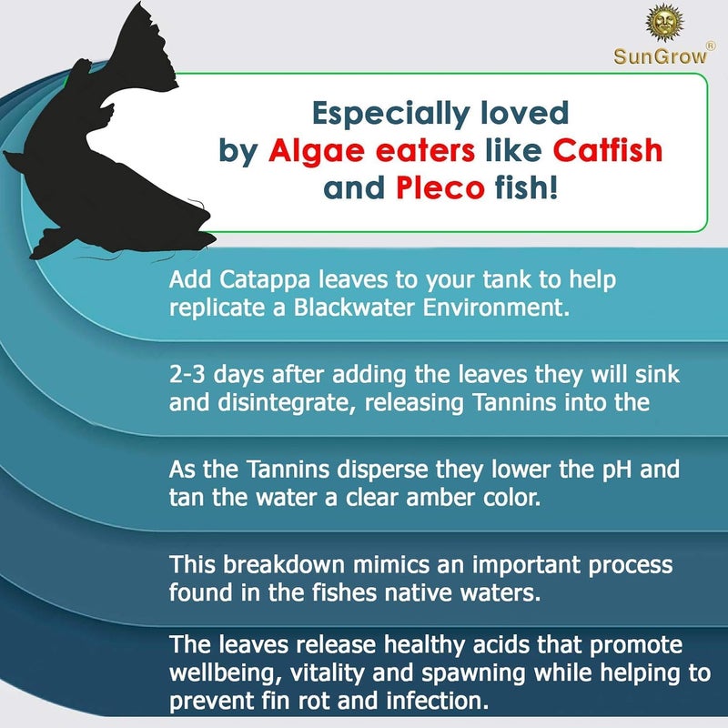 SunGrow 10 عبوة من أوراق اللوز الهندي أكسولوتل للحوض، 8 بوصات، أوراق كاتابا تهدئ جلد حيوانك الأليف، أوراق معالجة مياه الحوض تحسن جودة مياه الحوض، تسرع عملية الشفاء - Image 5