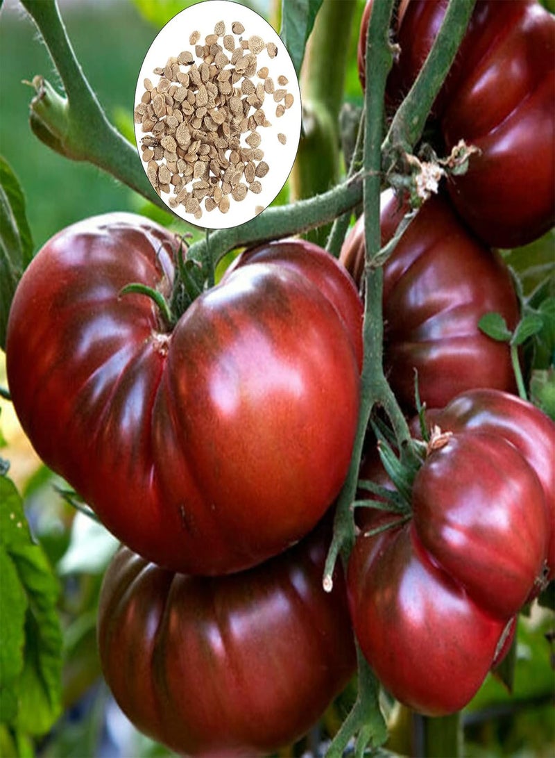 GGOOT 100Pcs/Bag Tomato Seeds for Planting, Easy Plant Non GMO Fast Growing Flavorful Nutritious Vegetable Seeds for Outdoor Easy to Plant,Gardening,Home Decor - Black & Purple - Image 1